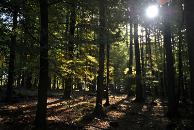 Sun shining through trees