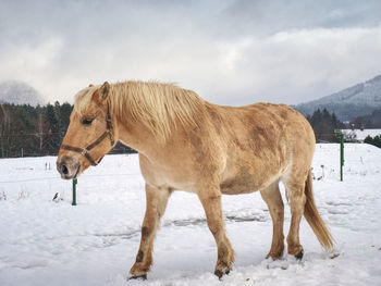 Well-fed light horse breed isabella rake frozen grass under the snow. snowy meadow in countryside.