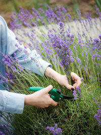 Young girl cuts lavender with secateurs. gardening concept 