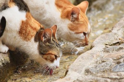 Full length of a cat drinking water
