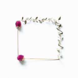 Close-up of pink flowers against white background