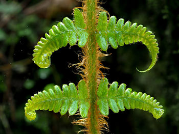 Close-up of fern leaves