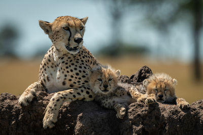 Cheetah family sitting on rock in forest