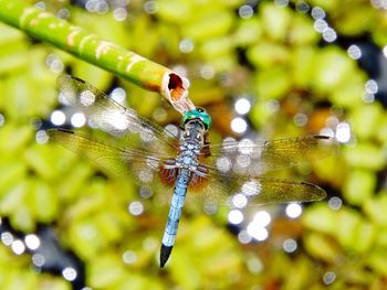 Close-up of damselfly on leaf