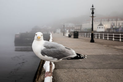 A seagull poses for a portrait on the pier in whitby, england. 