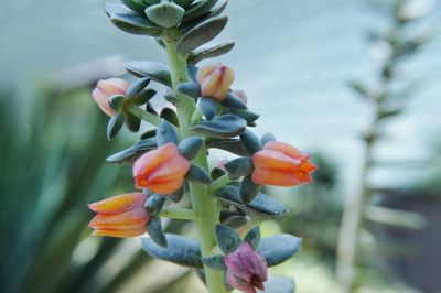 Close-up of orange flowers