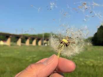 Close-up of hand holding dandelion flower