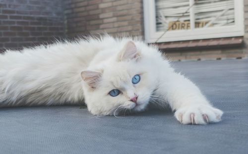 Close-up portrait of cat lying on floor