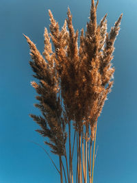 Low angle view of plants against blue sky