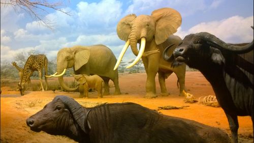 Elephant on field against sky