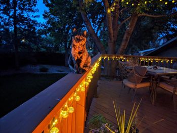 Panoramic view of illuminated candles on tree trunk at night