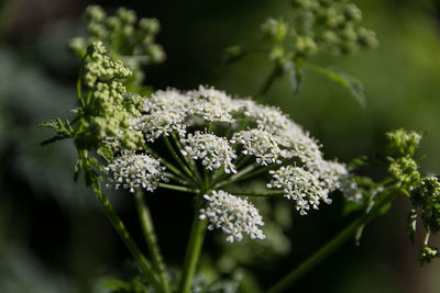 Close-up of white flowering plant