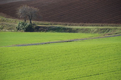 Scenic view of agricultural field