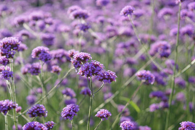 Close-up of purple flowering plants on field