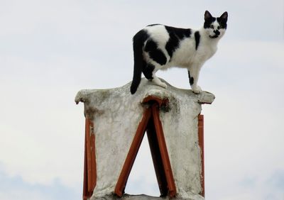 Cat sitting against sky