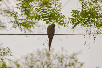 Bird perching on a tree