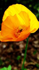 Close-up of yellow flower on field