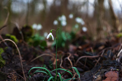 Close-up of green plant on field