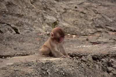 Monkey sitting on rock