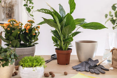 Potted plant on table