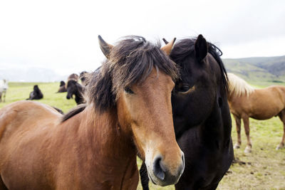 Horses on field against sky