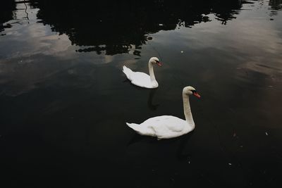 High angle view of swans swimming in lake