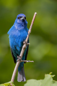 Close-up of bird perching on branch