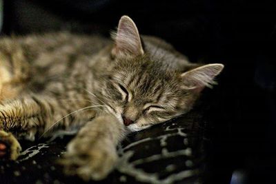 Close-up of cat sleeping