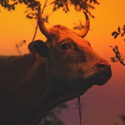 The cow portrait in the meadow