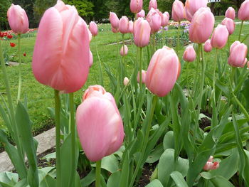 Close-up of tulips blooming outdoors