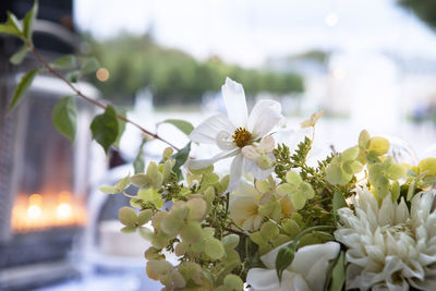 Close-up of flowers growing on tree