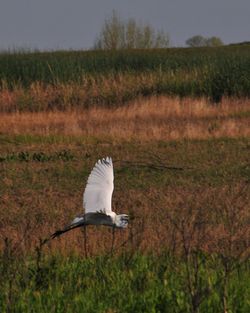 Close-up of bird on field against sky