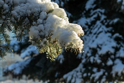 Pine branch in the snow. winter forest.