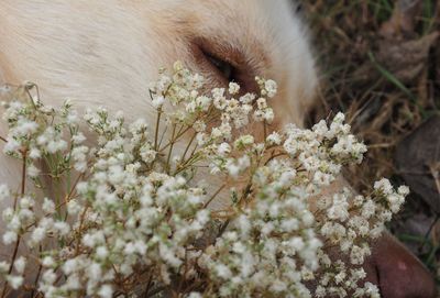 Close-up of cat on plant