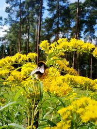 Close-up of bee on yellow flower