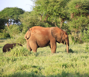 Elephant in a field