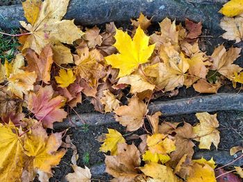 High angle view of maple leaves