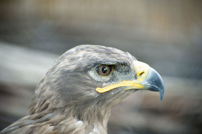 Close-up portrait of eagle