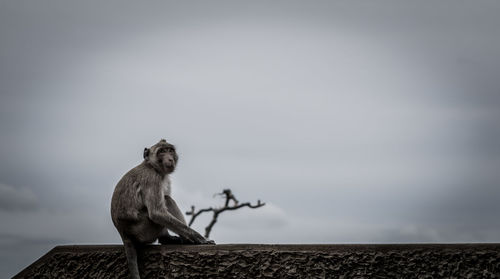 Low angle view of monkey sitting on wall