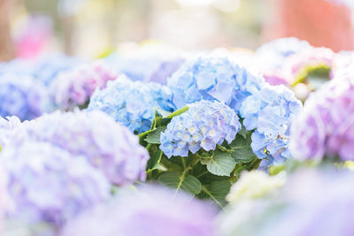 Close-up of purple flowering plant