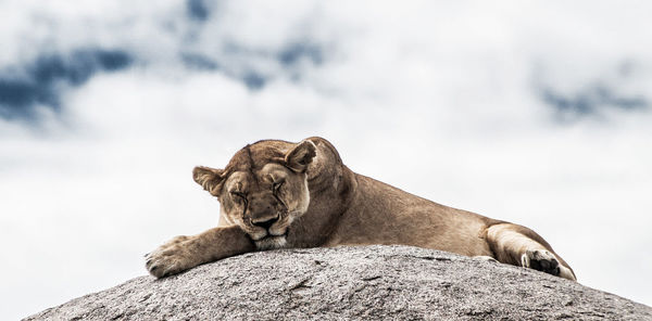 View of animal on rock against sky