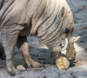 Close-up of elephant eating