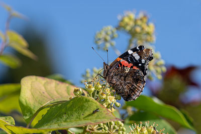 Close-up of butterfly pollinating on flower