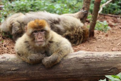 Portrait of monkey sitting on wood