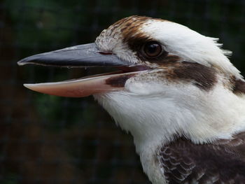 Close-up of a bird