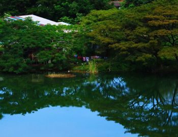 Reflection of trees in lake