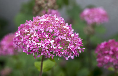 Close-up of pink flowering plant