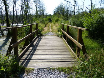 Wooden footbridge amidst trees in forest