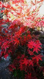 Full frame shot of red tree