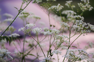 Aegopodium podagraria, bishop's weed plant in bloom. medical herb.